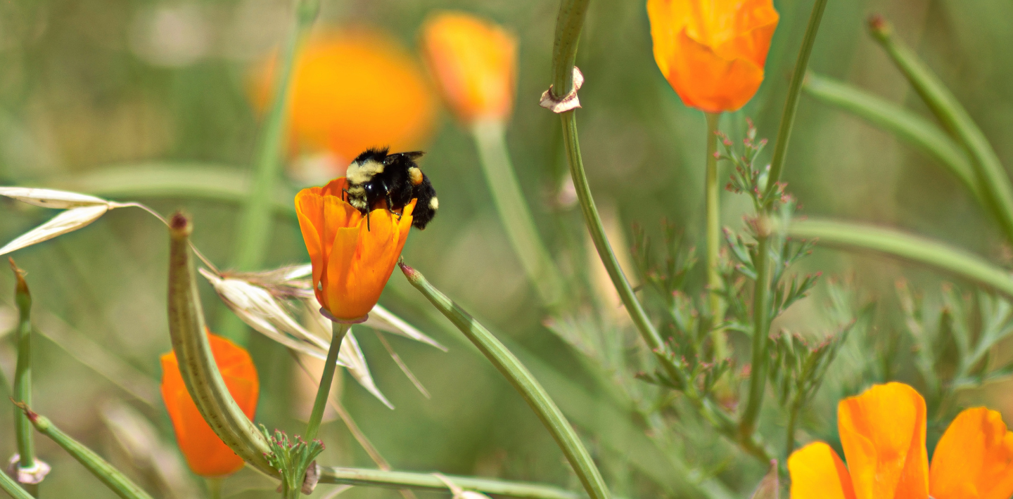 Presentation: CA Native Plants & Pollinators | San Francisco Public Library