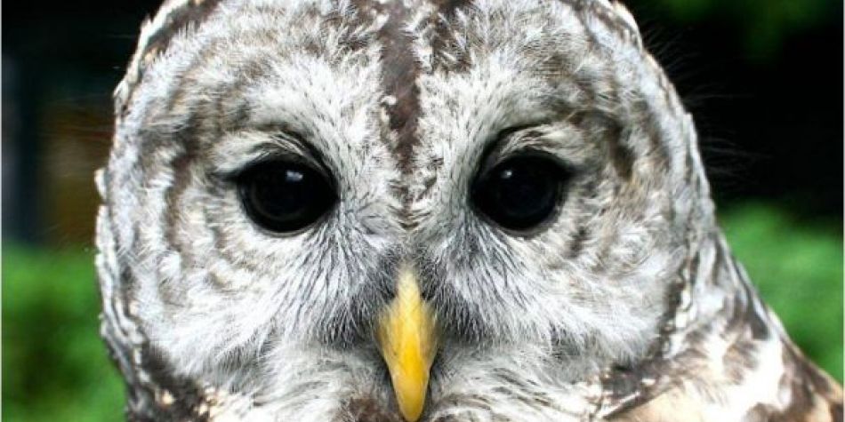 Activity: OWLS Older Writers Laboratory