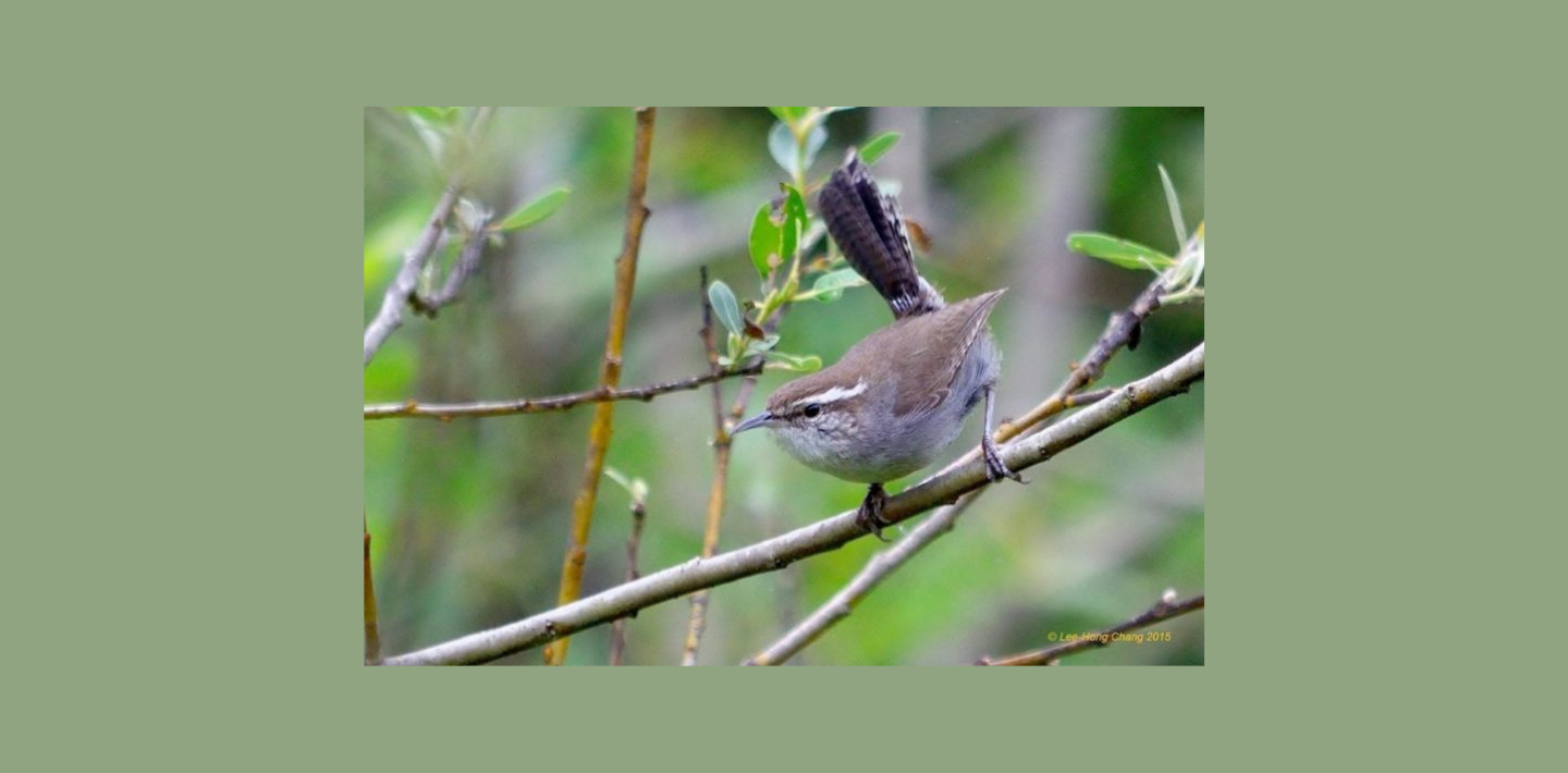 FULL: Activity: Birding in Glen Canyon