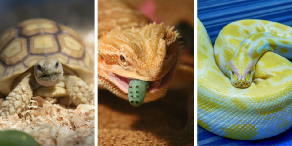 Presentation: Wild Science with Tree Frog Treks