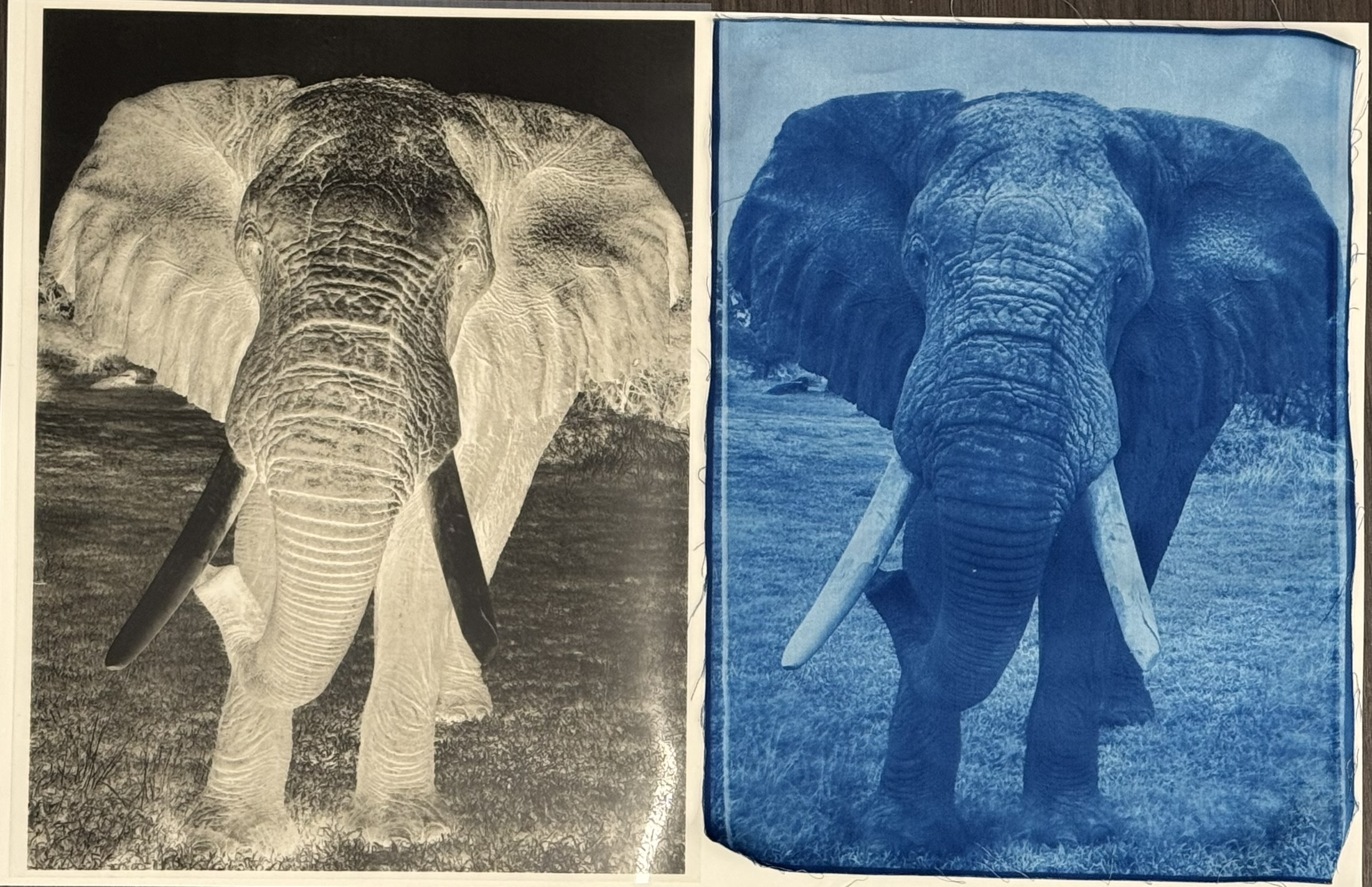 Workshop: Cyanotype (Sun Prints) Portraits