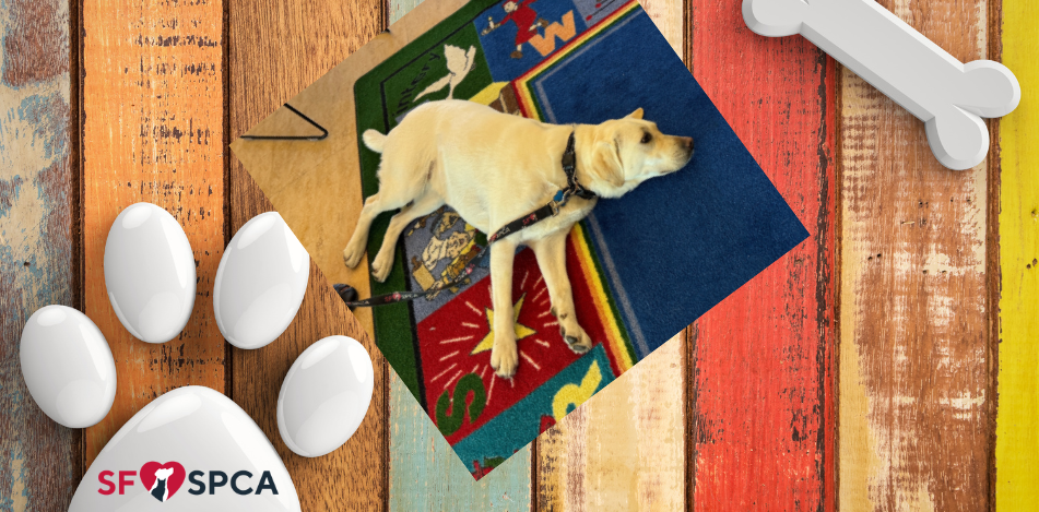Social: Pet Therapy