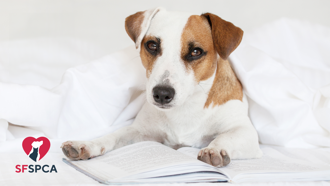 Activity: Dog Reading Circle