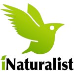 iNaturalist logo link
