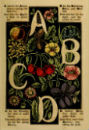 Alphabet of Flowers and Fruit