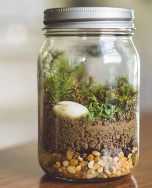 Terrarium in a Jar