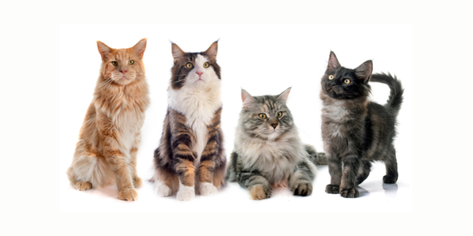 Cat Or Color Presentation: The Science Behind Cat Color, Personality Traits and ...