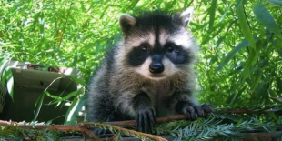 Web Banner_951_469 Racoons.png