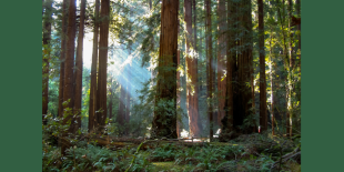 Muir Woods (951 × 469 px).png