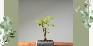 bonsai tree.png