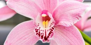 Cymbidium-orchid.jpg