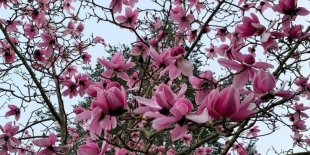 2023-10_magnolias-3-1024x683.jpg