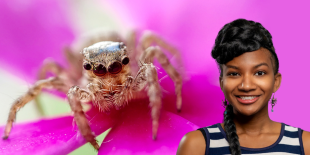 Spiders Booked Banner 2.png