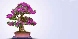 Pink And White Bonsai Tree YouTube Thumbnail.png