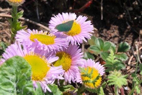 Gardening for Butterflies