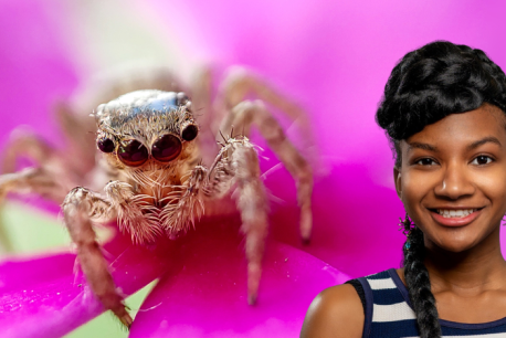 Spiders Booked Banner 2.png