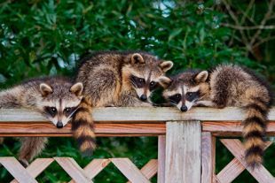Racoons