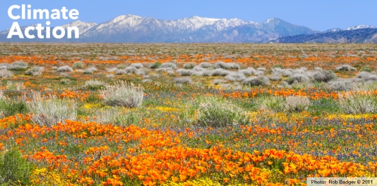 Desert field of wildflowers blooming. Photo by Rob Badger, copyright 2011.