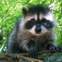 Presentation: Raccoon, Secrets of a Familiar Neighbor