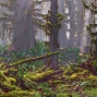 Photograph of a forest with moss on the ground