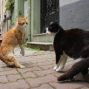 Film: Kedi