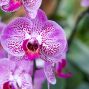 Presentation: Growing Orchids—Tips for the San Francisco and Bay Area Climate