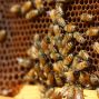 Presentation: Honeybees in San Francisco