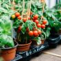 Workshop: Vegetable Gardening in Containers