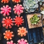Workshop: Succulents in Pots and in the Garden