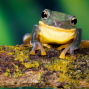 Presentation: Reptiles and Amphibians with Tree Frog Treks