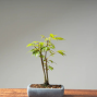 Workshop: Grow Your Own Japanese Bonsai Tree