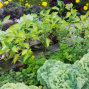 Presentation: Getting the Most Out of Your Small-space Food Garden