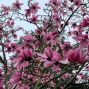 Speaker: Magnificent Magnolias