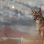 Film: Bernal Heights Outdoor Cinema presents Don&#039;t Feed the Coyotes