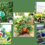 Workshop: Container Gardening with Garden for the Environment