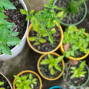 Workshop: Container Gardening with Garden for the Environment