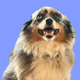 Booked Banner Puppy Dog Tales (2).png