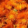 Workshop: Calendula Salve