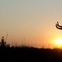 Activity: Beginners Tai Chi with Patrick Lau