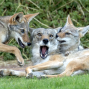 Presentation: Citizen Coyotes of San Francisco