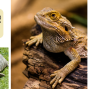 Presentation: Lizard Lady Reptiles