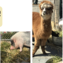 Activity: Farm Animals with Little Explorers Petting Zoo