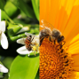 Workshop: Pollinators in Your Neighborhood with Planet Bee