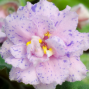 [FULL] Workshop: African Violet Care 101