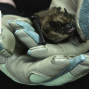 Presentation: A Bit About Bats with NorCal Bats