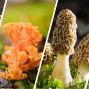 Presentation: Mushrooms for Beginners