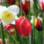 Presentation: Plant these Ten Bulbs this Fall for Carpets of Color in Spring
