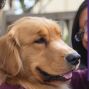Social: Therapy Pets at the Library