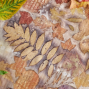 Activity: Create Autumnal Placemats