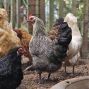 Workshop: Backyard Chicken Encounter with Fog City Gardener